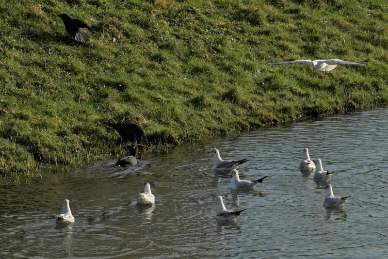 bdvogels18 05.JPG - Vogels 2018